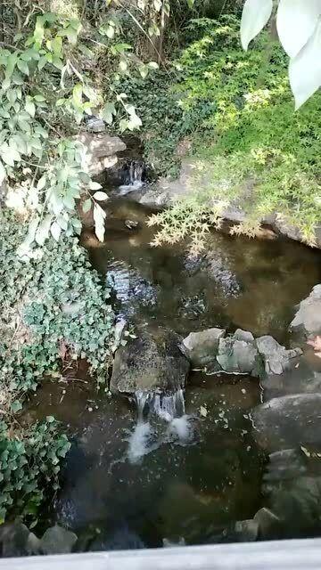 大雨林逃生
